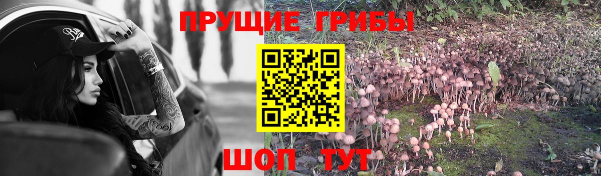Муром  как найти   Вход с VPN  Галлюциногенные грибы Psilocybine cubensis  Галлюциногенные грибы Cubensis 
